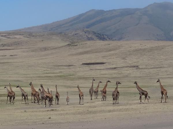 Tanzania holiday, safari, culture and wildlife 7 days
