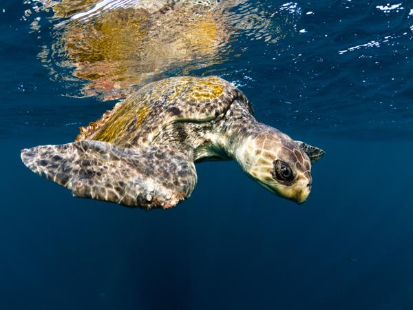 Costa Rica bespoke holiday, wildlife and volcanoes