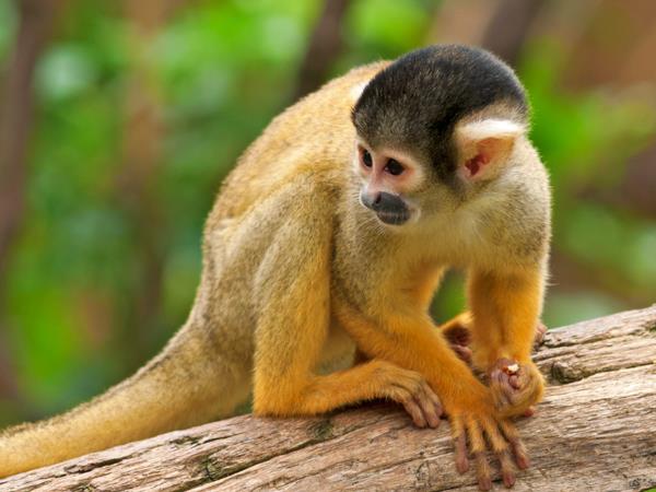 Costa Rica bespoke holiday, wildlife and volcanoes