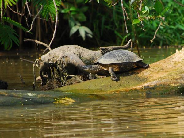 Costa Rica bespoke holiday, wildlife and volcanoes