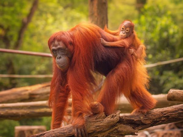 Singapore and Sarawak holidays