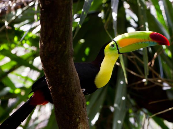 Belize holiday, Mayan mountains and Caribbean caye