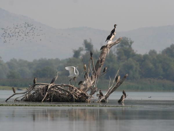 Montenegro bird watching holiday