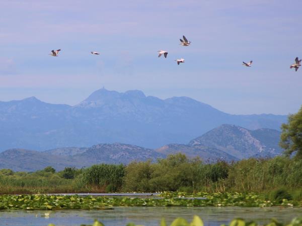 Montenegro bird watching holiday