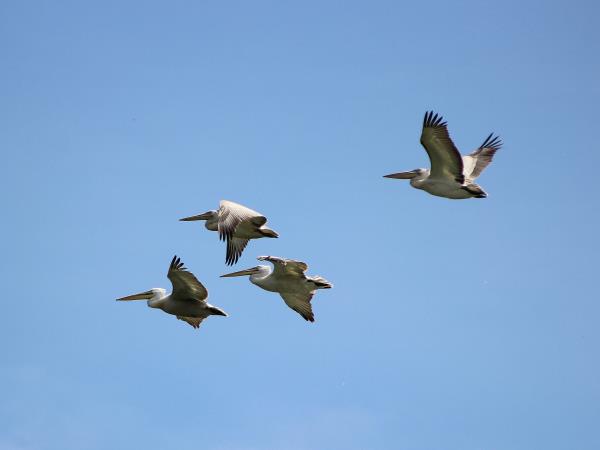 Montenegro bird watching holiday