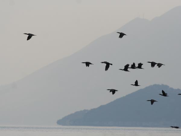 Montenegro bird watching holiday