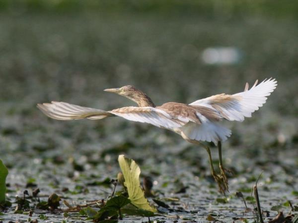 Montenegro bird watching holiday