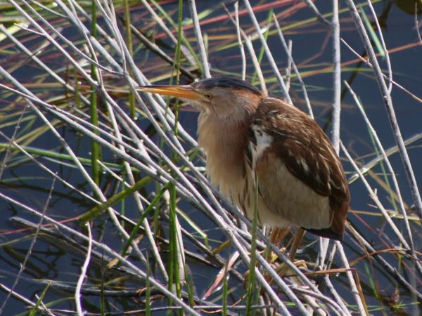 Montenegro bird watching holiday