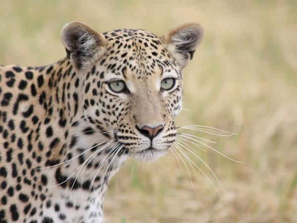 Botswana lodge safari