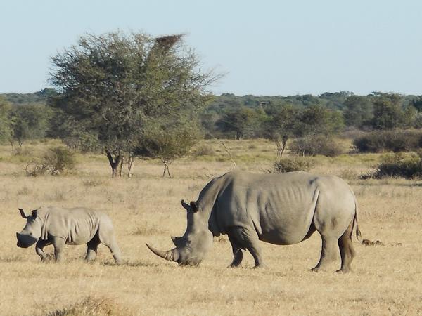 Botswana lodge safari