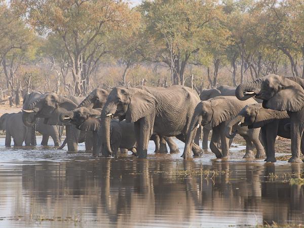 Botswana lodge safari