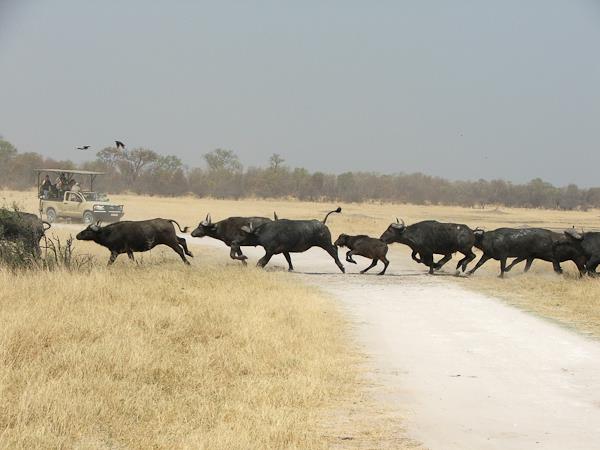 Malawi, Zambia and Zimbabwe expedition safari