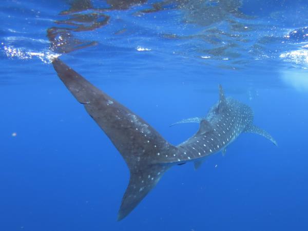 Whale shark research in Mexico