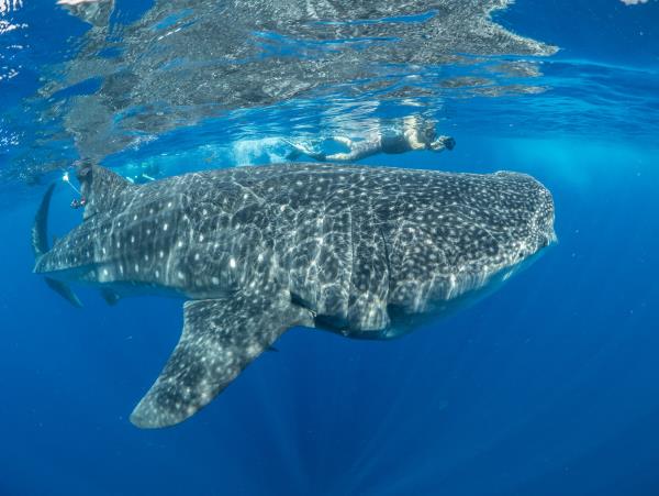 Whale shark research in Mexico