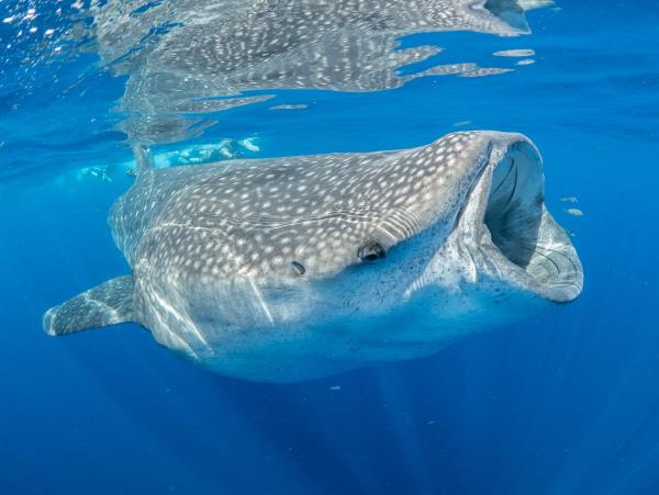 Whale shark research in Mexico