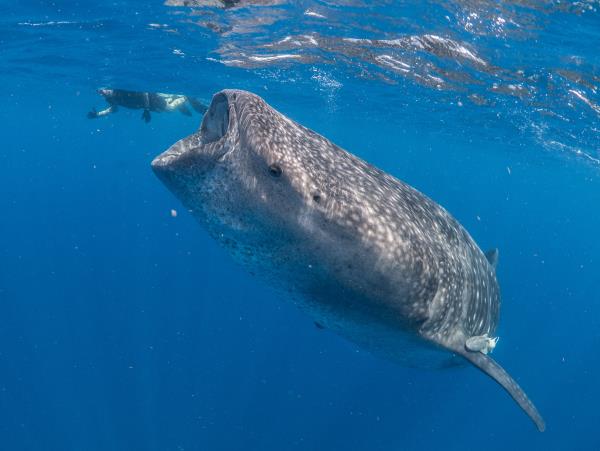 Whale shark research in Mexico