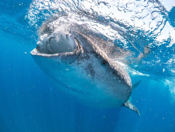 Whale shark research in Mexico