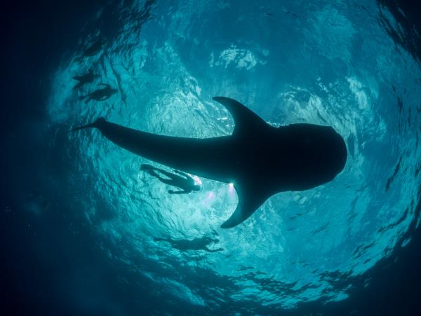 Whale shark research in Mexico