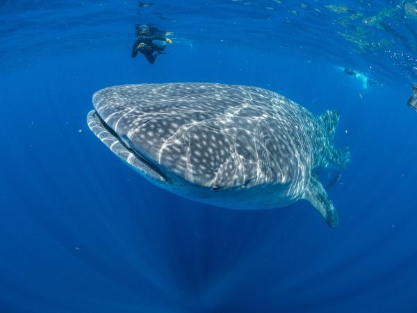 Whale shark research in Mexico