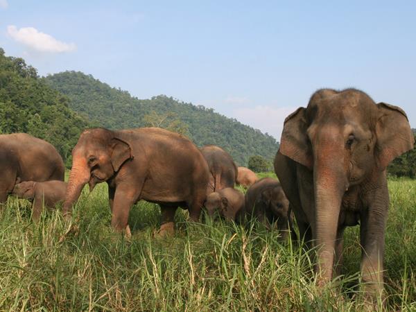 Thailand wildlife holiday, elephants & waterfalls