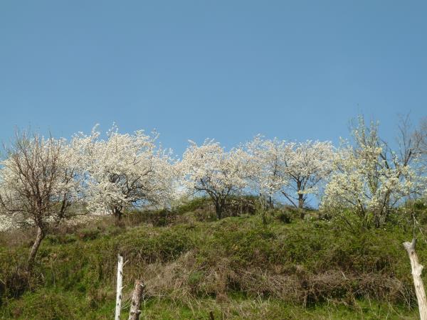 Spain walking holiday, Walking in blossom