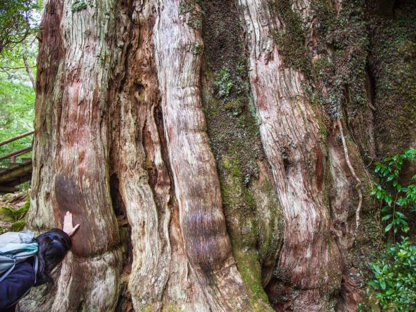 Southern Japan small group holiday