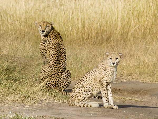 Kenya holidays, safari and beach holiday