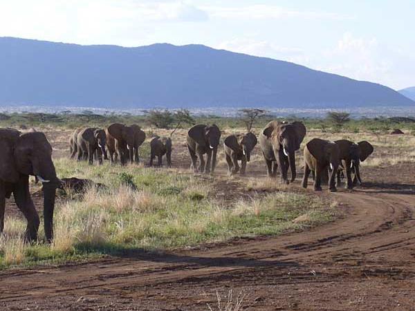 Kenya holidays, safari and beach holiday