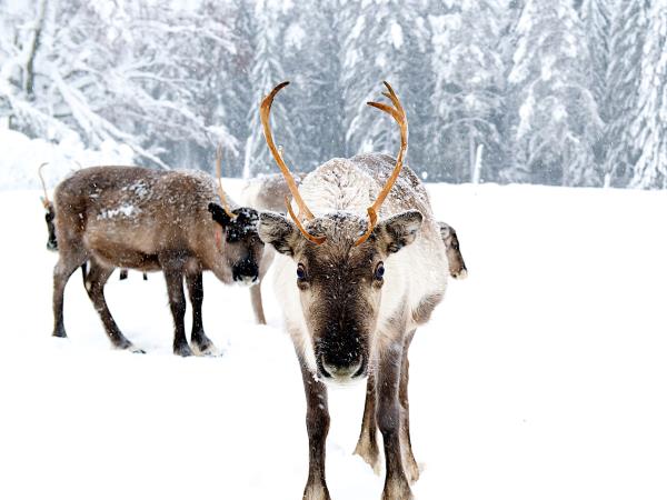 Swedish Lapland new year holiday, northern lights and activities