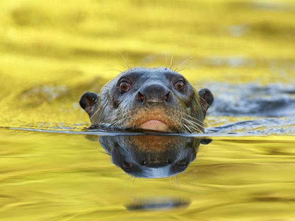 Guyana wildlife holiday, tailor made