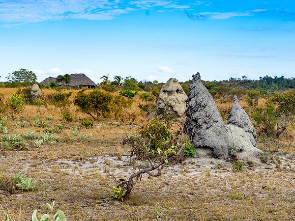 Guyana wildlife holiday, tailor made