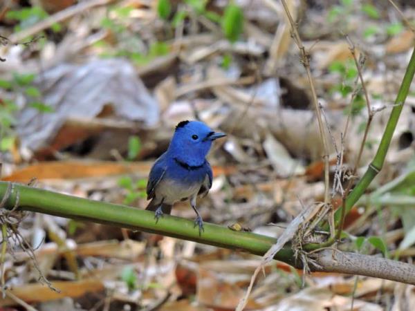 India bird watching holiday & Taj Mahal