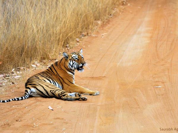 India bird watching holiday & Taj Mahal