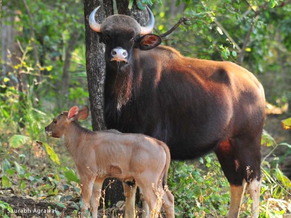 Central India holiday, trekking and culture