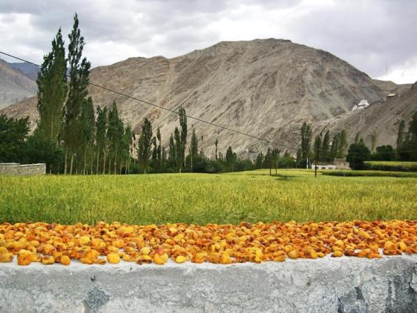 Ladakh and Kashmir tour, The Hemis festival