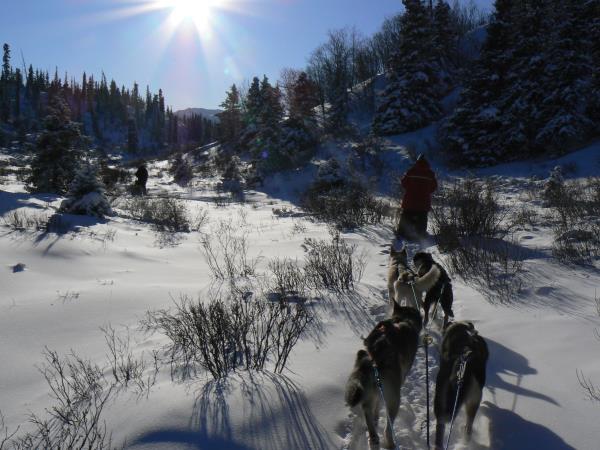 Yukon dog sledding holiday, Canada