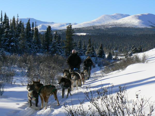 Yukon dog sledding holiday, Canada