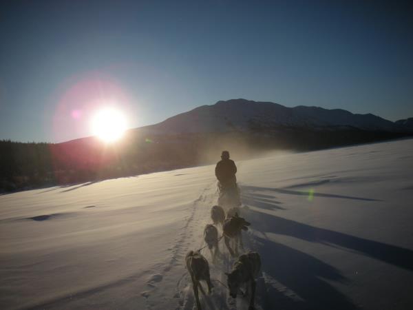 Yukon dog sledding holiday, Canada