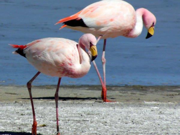 Atacama Desert holiday in Chile and Bolivia