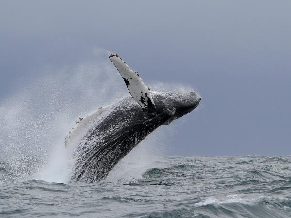 Azores family adventure holiday, whales and dolphins
