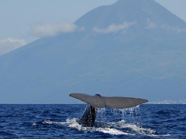 Azores family adventure holiday, whales and dolphins