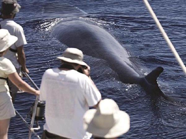 Azores family adventure holiday, whales and dolphins