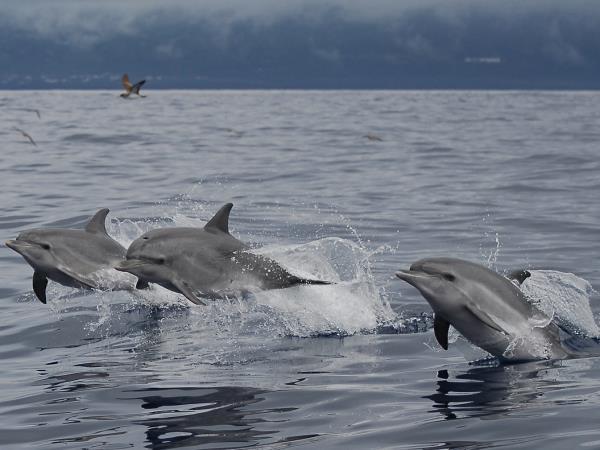 Azores family adventure holiday, whales and dolphins