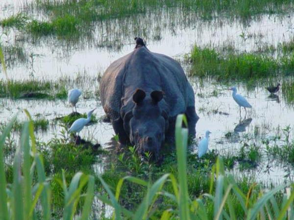 Nagaland Hornbill festival & Kaziranga NP tour, India