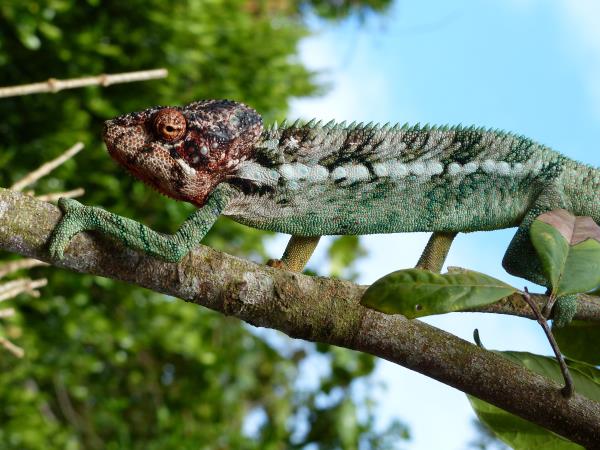 Lemur conservation project in Madagascar