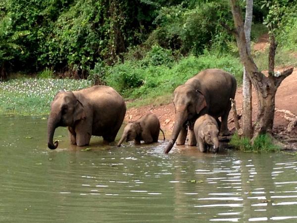Elephant conservation volunteering in Laos