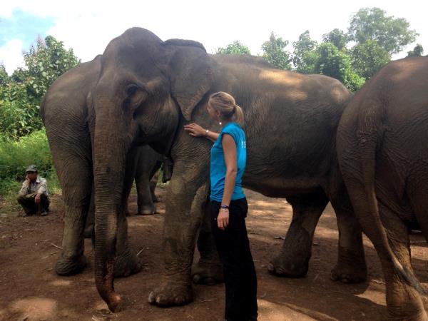Elephant conservation volunteering in Laos