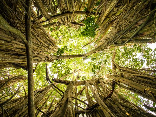 National Parks of Cuba walking holiday