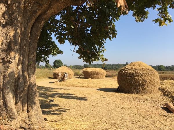Kanha tiger safari & cycling tour, India
