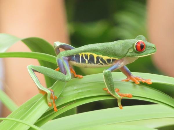 Costa Rica holiday, coast to coast
